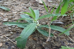 Enicostema axillare subsp. axillare